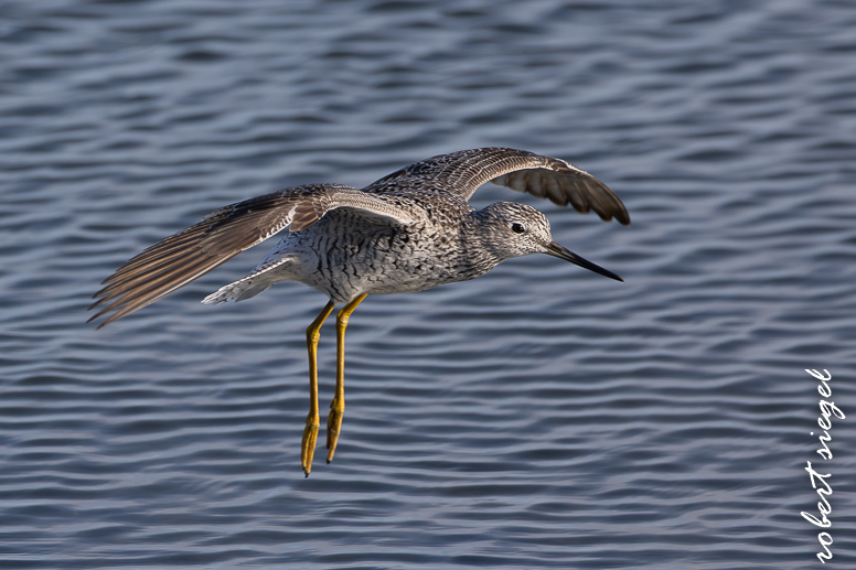 shoreline park